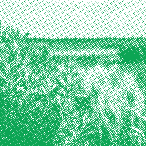 Champ en association de culture légumineuses-cérales